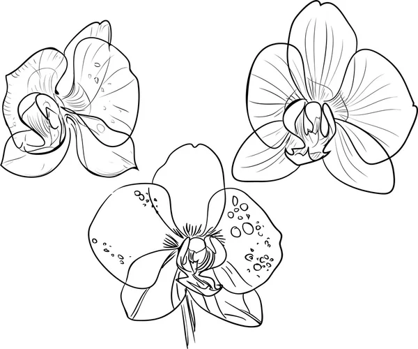 Coloração com orquídeas — Vetor de Stock
