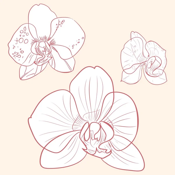 Achtergrond met orchideeën — Stockvector
