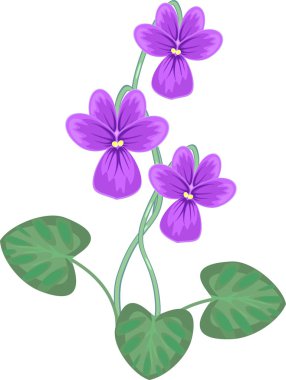 Viola beyaz zemin üzerine