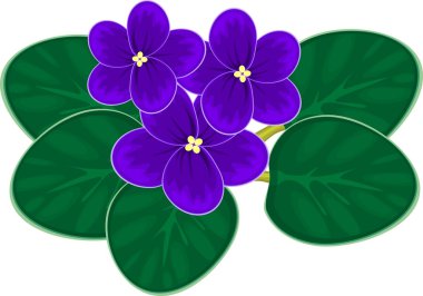 african violets (saintpaulia) clipart