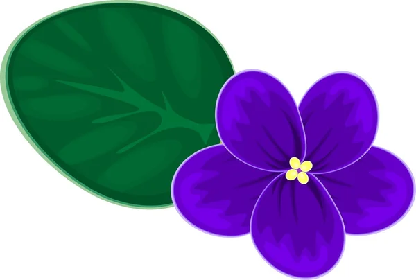 African violets (saintpaulia) — Stock Vector