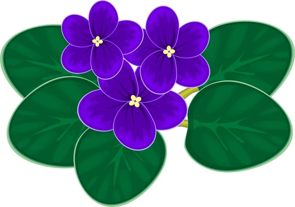Violetas africanas (Saintpaulia ) — Vetor de Stock