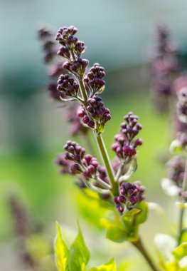 Gökkuşağı bayrağı - Prag gurur