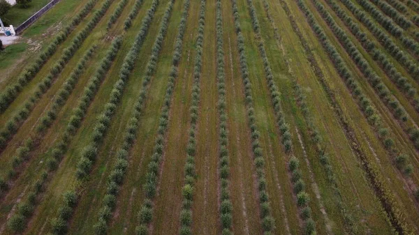 agriculture, field drone view. Aerial view; Soil rows
