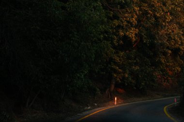 Günbatımında kır yolu olan sonbahar ormanı. Ağaçlı, kırsal yollu, yeşil yapraklı, sonbaharda güneşli renkli bir manzara. Sonbahar arkaplanı. Akşamları canlı yeşilliklerle dolu inanılmaz bir orman..