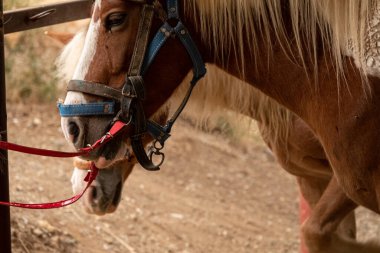 Bağlı kahverengi haflinger atı eyerle.