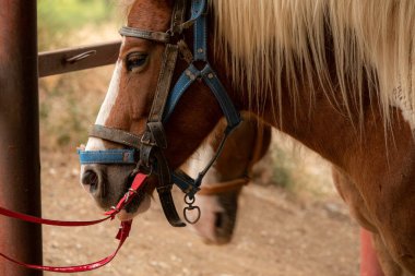 Bağlı kahverengi haflinger atı eyerle.