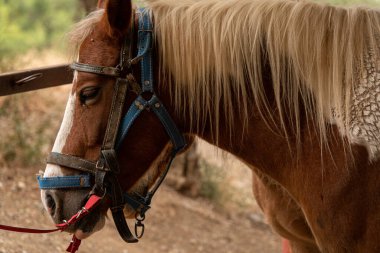 Bağlı kahverengi haflinger atı eyerle.