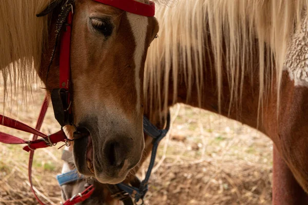 Bağlı kahverengi haflinger atı eyerle.