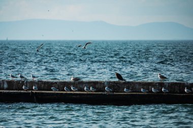 Dalkavuk üzerinde dinlenen ve uçan deniz kuşları..