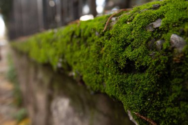 Yosun kaplı taş duvar.