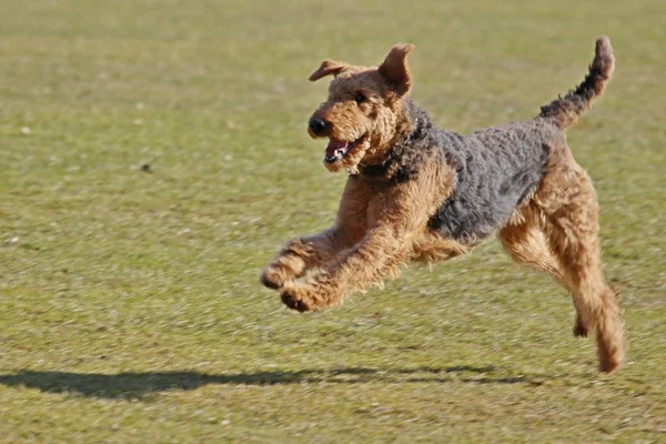 Airedale Terrier runniong e salto — Foto Stock