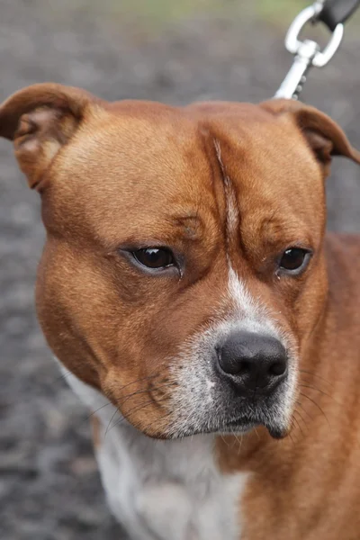 Staffordshire bullterrier — Stockfoto