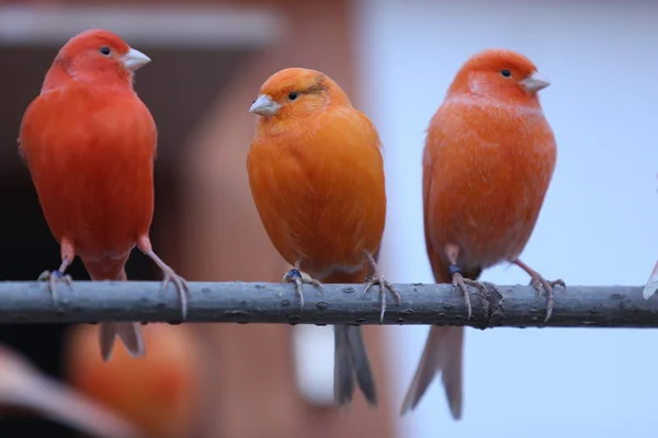 Canarios de mascotas naranja y roja —  Fotos de Stock