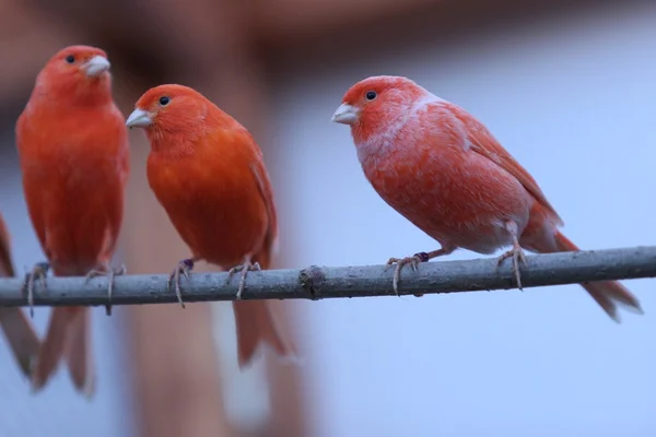 Orange and red pet canaries — Stock Photo, Image