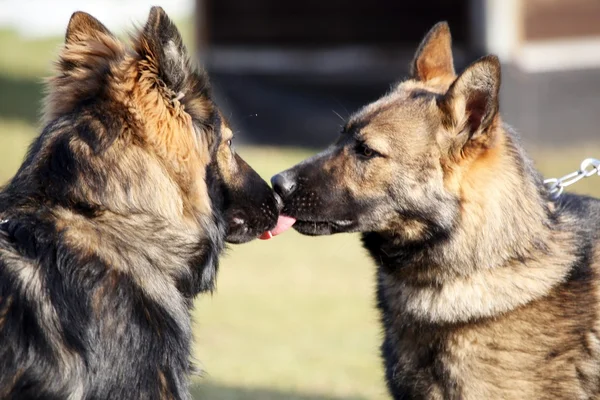 德国牧羊犬的吻 图库照片