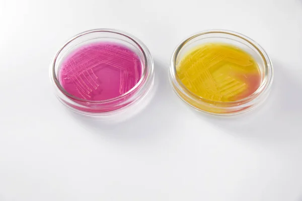 Laboratorio de Microbiología. Platos de Petri con varias muestras de bacterias —  Fotos de Stock