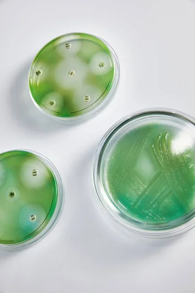 Laboratorio de Microbiología. Platos de Petri con varias muestras de bacterias —  Fotos de Stock