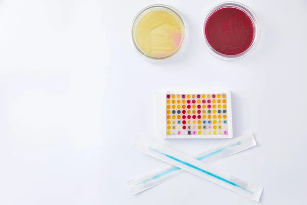 Microbiology Laboratory. Petri Dishes with Various Bacteria Samples — Stock Photo, Image