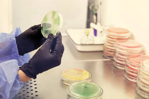 Researcher working with petri dish with bacteria in bacteriological laboratory. Concept of Pharmaceutical Development for Antibiotics, Curing Disease
