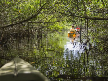 Everglades ulusal park, Florida, ABD'de Kayak