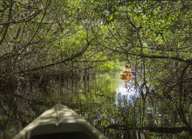 Everglades ulusal park, Florida, ABD'de Kayak