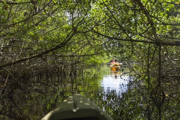 Kayak dans le parc national des Everglades, Floride, États-Unis — Photo