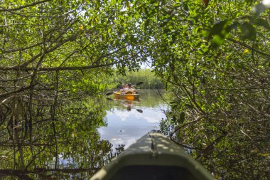 Everglades ulusal park, Florida, ABD'de Kayak