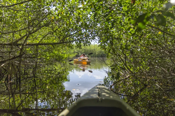 Spływy kajakowe w Everglades National park, Floryda, Usa — Zdjęcie stockowe