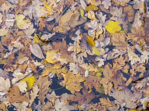 Autumn  leaves background — Stock Photo, Image