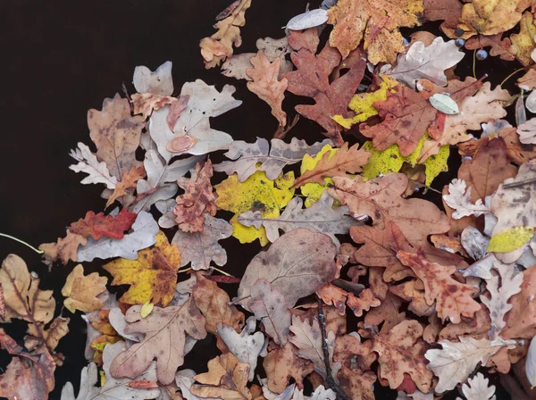 Autumn  leaves background — Stock Photo, Image