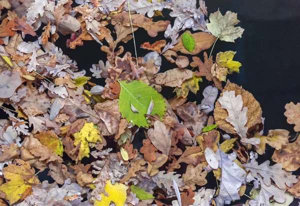 Feuilles d'automne fond — Photo