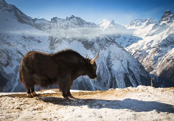 Gros yak — Photo