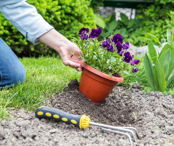 Gardening — Stock Photo, Image