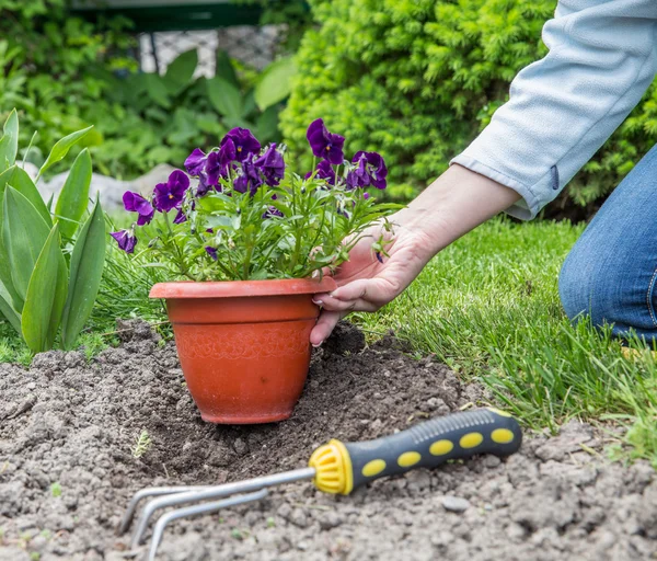 Trädgårdsarbete — Stockfoto