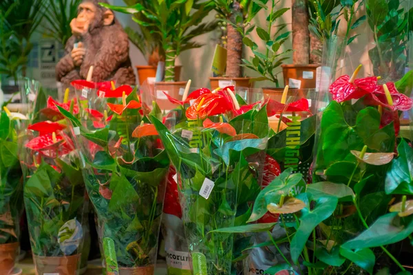 En blomsteraffär, ett stort urval av färger — Stockfoto