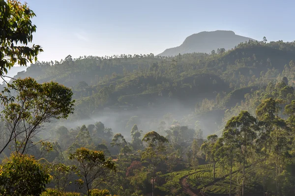 Rain forest in Sri Lanka at sunrise — Stock Photo, Image