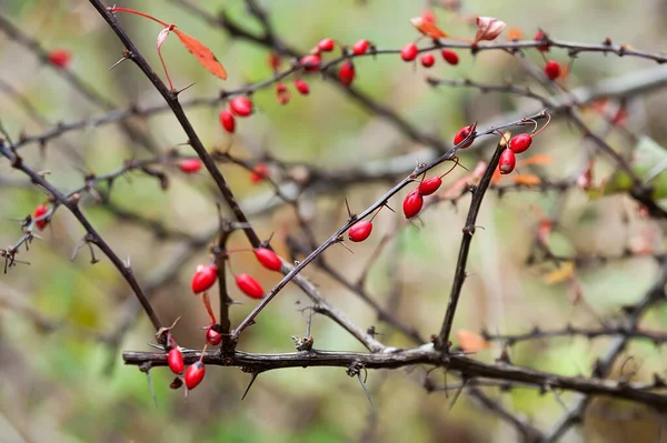 Ramo Com Bagas Vermelhas Berberis Espinhos — Fotografia de Stock