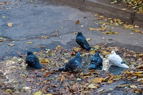 City Pigeons Bathe Autumn Puddle — Stock Photo, Image