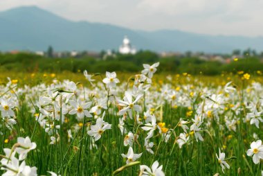 Yabani nergis tarlası. Ukrayna 'daki Narcissus Vadisi Karpatlar.