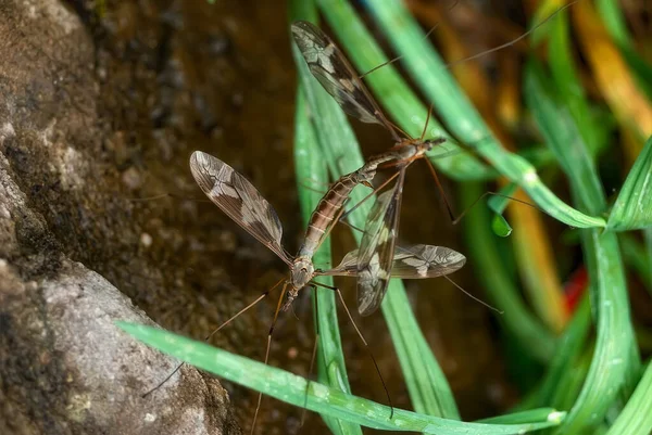 Crane Flies Tipula Maxima Mating — Stock Photo, Image