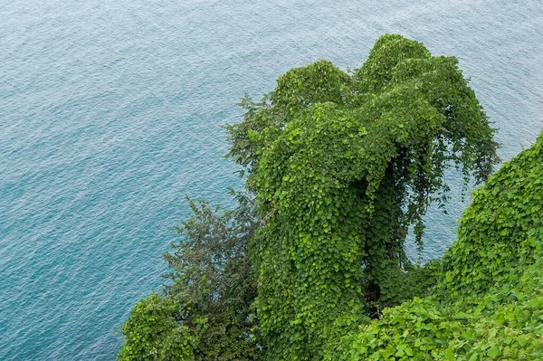 Árvore Pitoresca Fundo Mar Batumi Georgia — Fotografia de Stock
