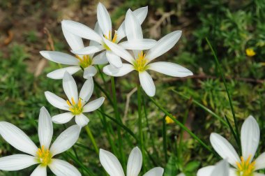 Çiçekli beyaz yağmur zambakları Zephyranthes carinata