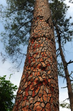Pinus kabuğu, deniz çamı.