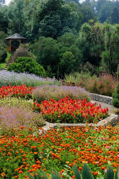 Blommande Rabatt Batumi Trädgård Georgien — Stockfoto