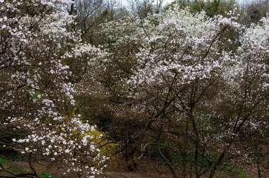 Beyaz manolya, baharın başında bir parkta çiçek açan ağaçlar.