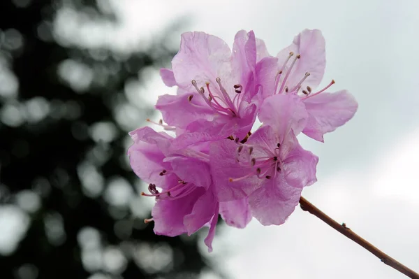 Blooming Pink Rhododendron Grishko Botanical Garden Kyiv Ukraine — Stock Photo, Image