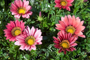 Gazania (rijenler) çiy içindeki hazine çiçeği