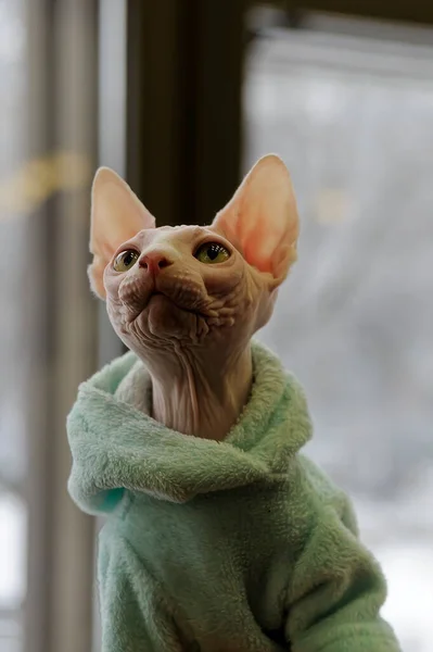 Canadian Sphinx Cat Face Closeup — Stock Photo, Image