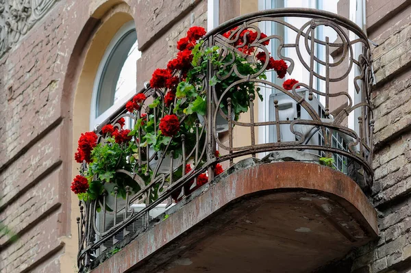 Geranium Gammal Utsmyckad Balkong Gammal Byggnad Fasad Kiev Ukraina — Stockfoto